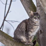 stock image stray cat
